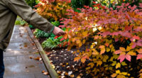 3 Best Shrubs for Fall Color in 2027