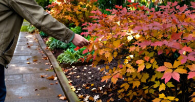 3 Best Shrubs for Fall Color in 2027