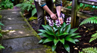 6 Best Toad Lily Plants for Shady Gardens in 2027