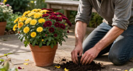 7 Best Garden Mums for Vibrant Fall Displays in 2027