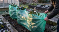 7 Best Holiday Garden Wraps for Winter Plant Protection in 2027