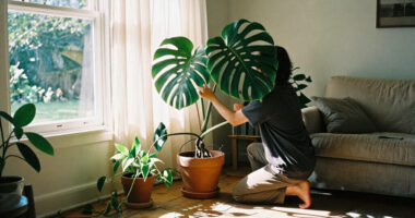 Houseplants Are Getting Bigger, Bolder And Full Of Personality In 2027 – These Are The Trends To Know