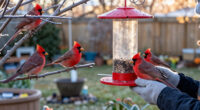 How To Help Cardinals Through Winter – 7 Ways To Support These Beautiful Birds In October
