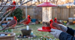 How To Help Cardinals Through Winter – 7 Ways To Support These Beautiful Birds In October