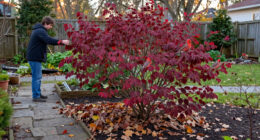 This Underrated Native Shrub Rivals Burning Bush For Fall Color – And Cardinals Love Its Berries!