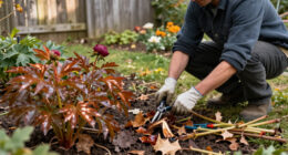 What Peonies Need In October – 6 Easy Tasks To Prepare For Winter And Ensure Fabulous Spring Blooms