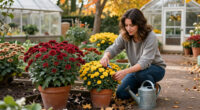 What Your Mums Need In October – 5 Secrets To Better Blooms This Fall And Next Year